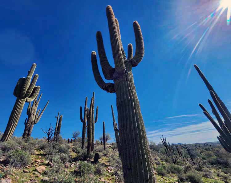 saguaro